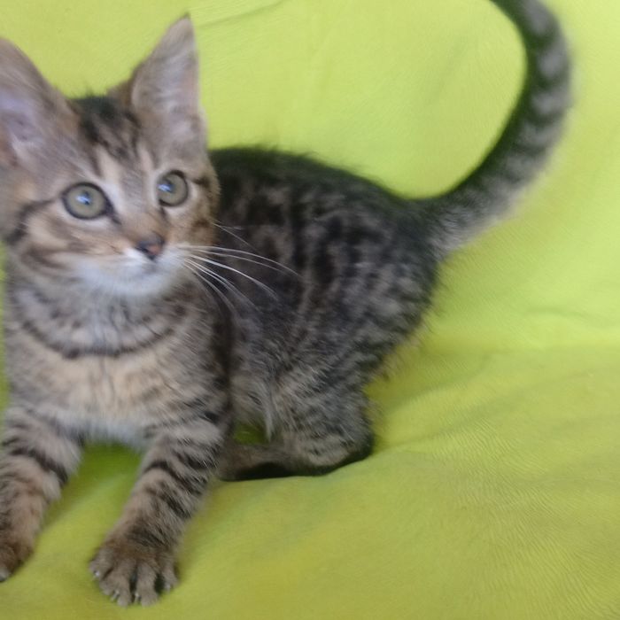 Кошенятко безкоштовна