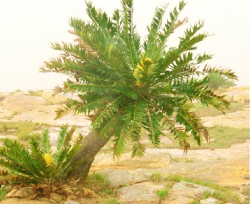 Cica ou Encefalarto de Lebombo, Encephalartos lebomboensis