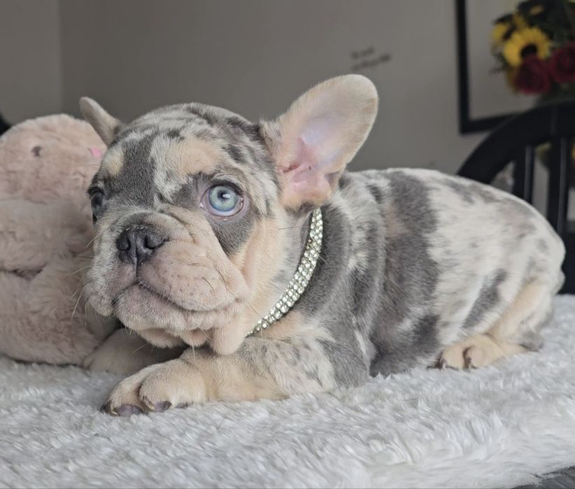Bulldog Francês Lilac exelente genética