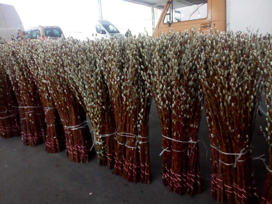 Bazie wielkanocne zapraszamy do rezerwacji na rok 2026