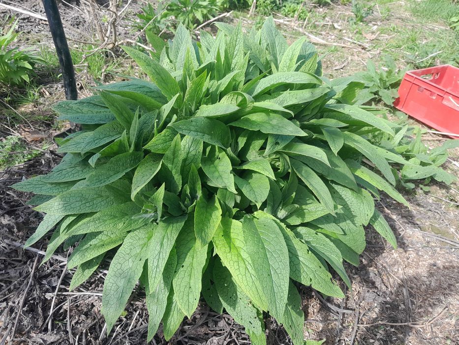 żywokost rosyjski bocking 14 sadzonki sadzonka  unikatowa odmiana