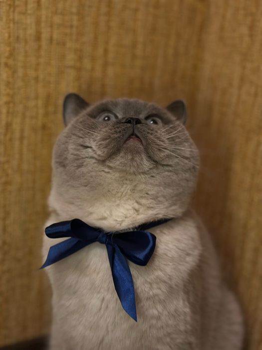 В’язка кота шотландця прямовухого (окрас блю-поінт)