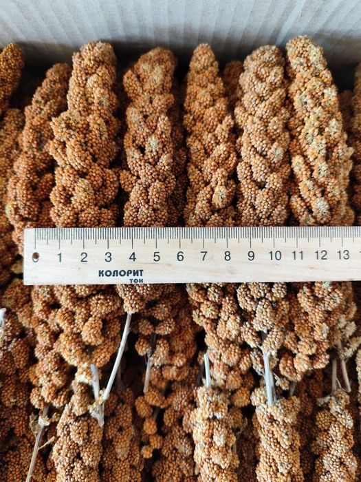 Чумиза, корм, колоски чумизи