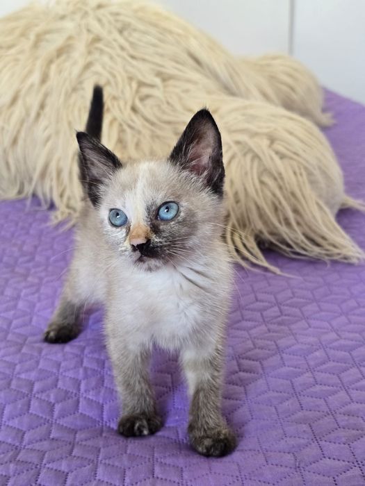 Sabrina, para adoção