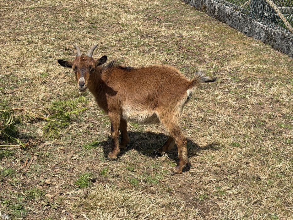 Duas cabras anas adultas