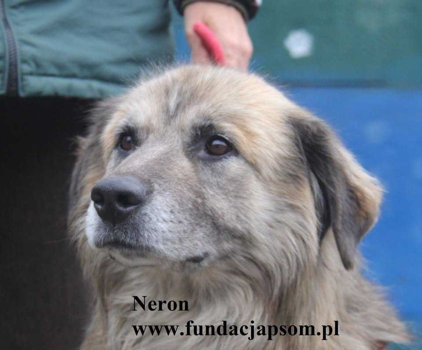 Neron, duży pluszak