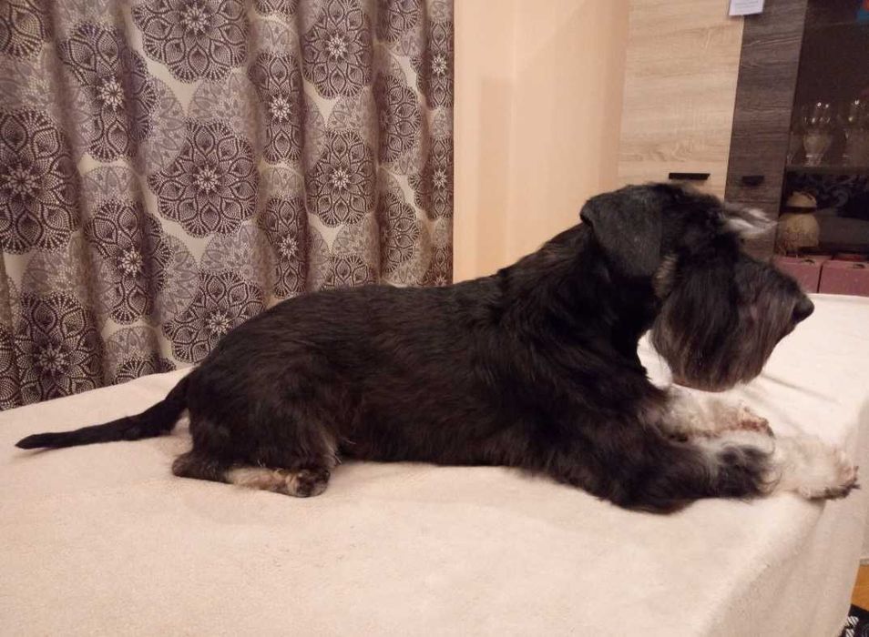 Цвергшнауцер.В'язка.