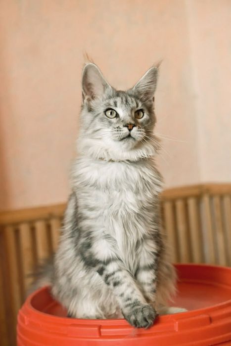 Шикарная серебряная девочка