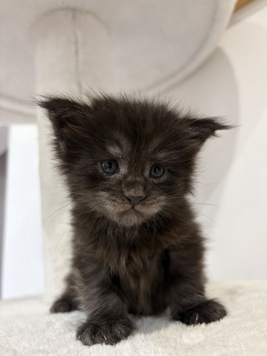 Kotka Maine Coon