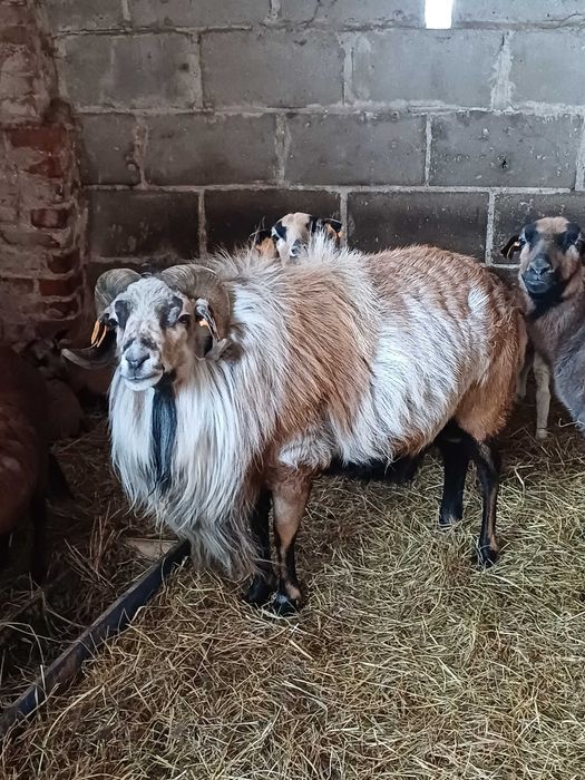 Sprzedam barana kameruńskiego