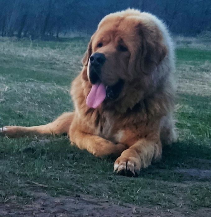 В'язка Тибетський Мастифа !