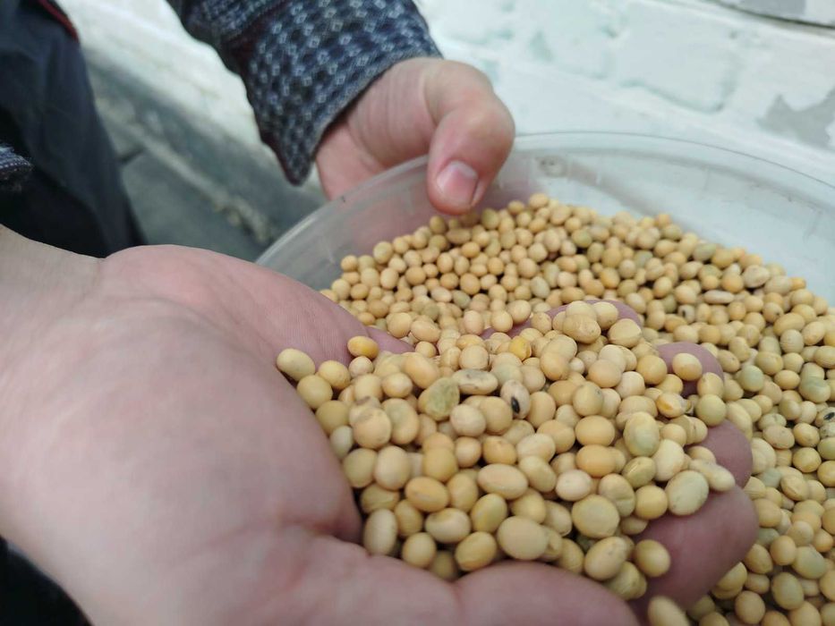 Продам сою не ГМО.