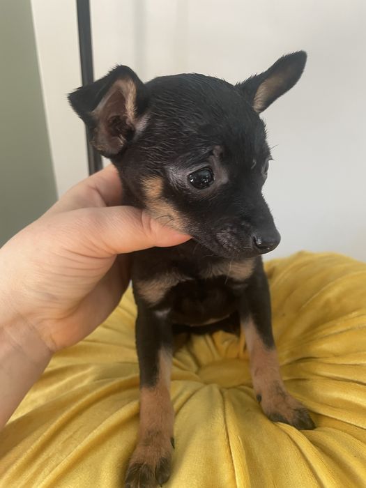 Pinczer  miniaturowy  pies suczka miniaturka