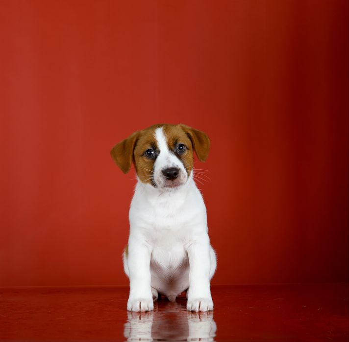 Цуценята Джек Рассел КСУ