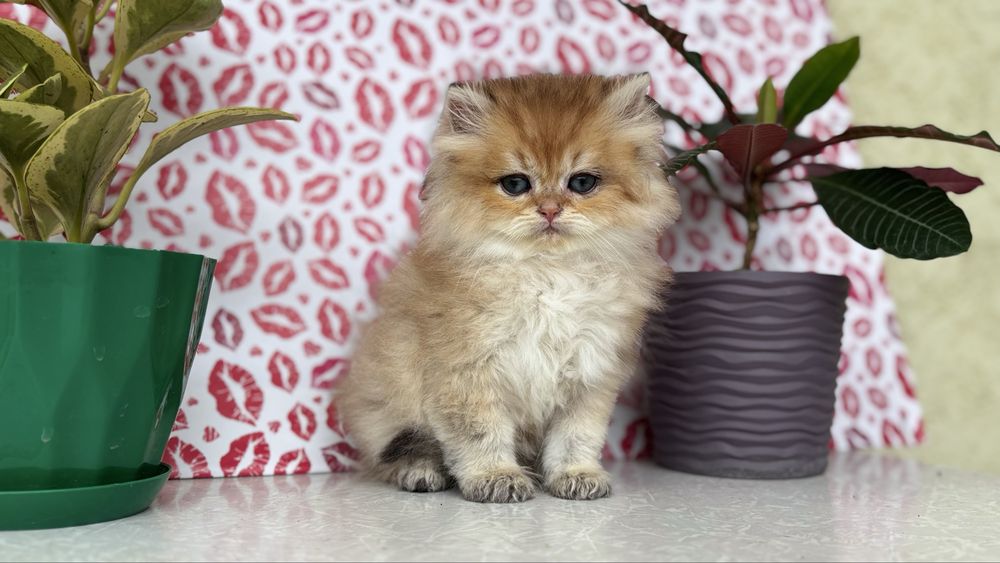 Котик золотої шиншили