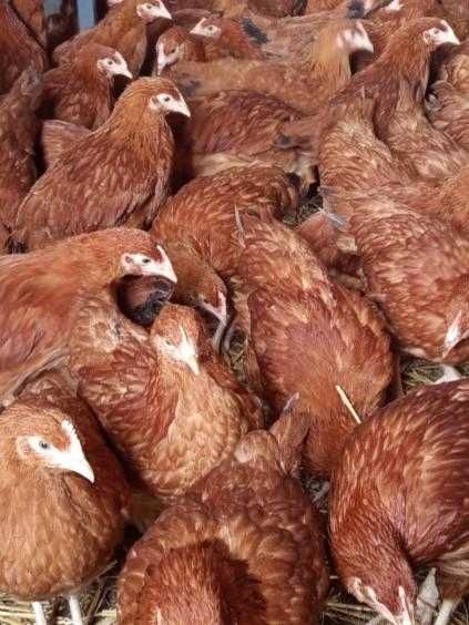 Kury Młode Nioski Rosa