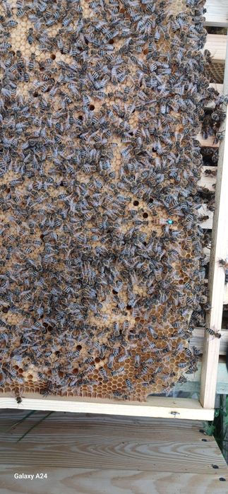 Продам матки бакфаст F1