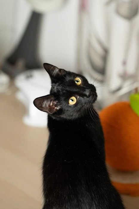 Serafinka szuka domu!