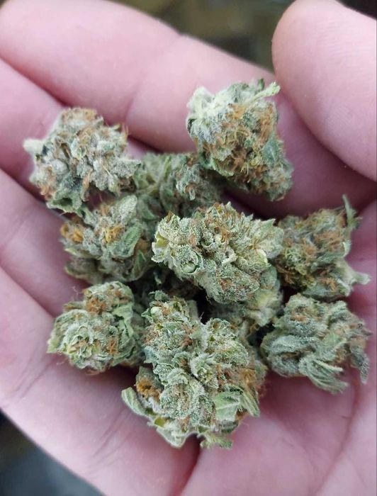 1kg Biomasa CBD Amnesia Special GH susz techniczny