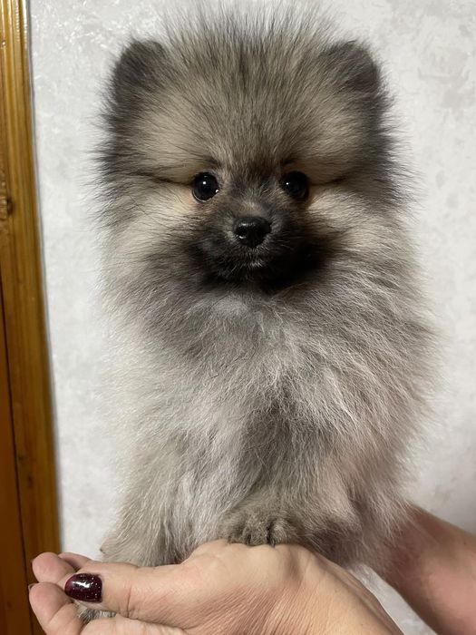 Померанський шпіц