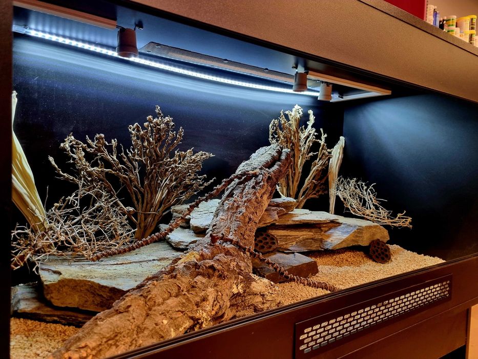 Terrarium 120x60x60 agama brodata gekon jaszczurka