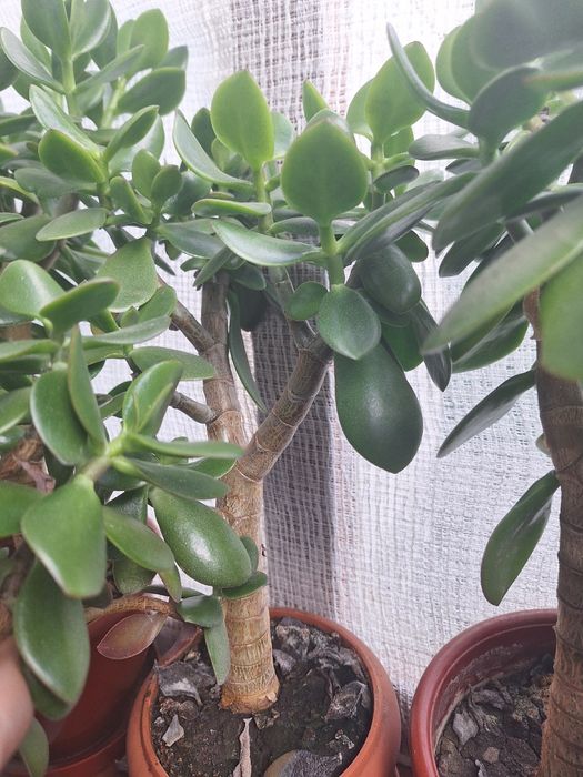 Красула, товстянка,  грошове дерево