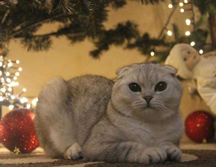 Висловухий шотландський кіт на в’язку. Окрас срібна шинишила.