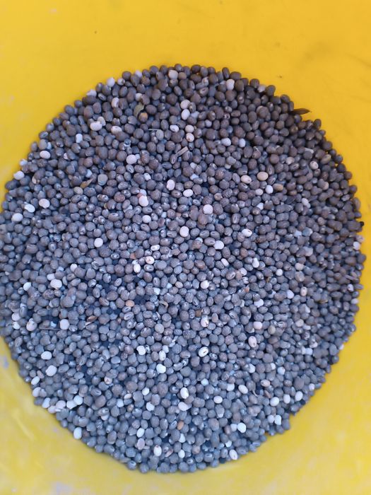 Sprzedam Lubin gorzki