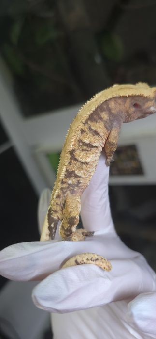 Zamienię gekony orzesione