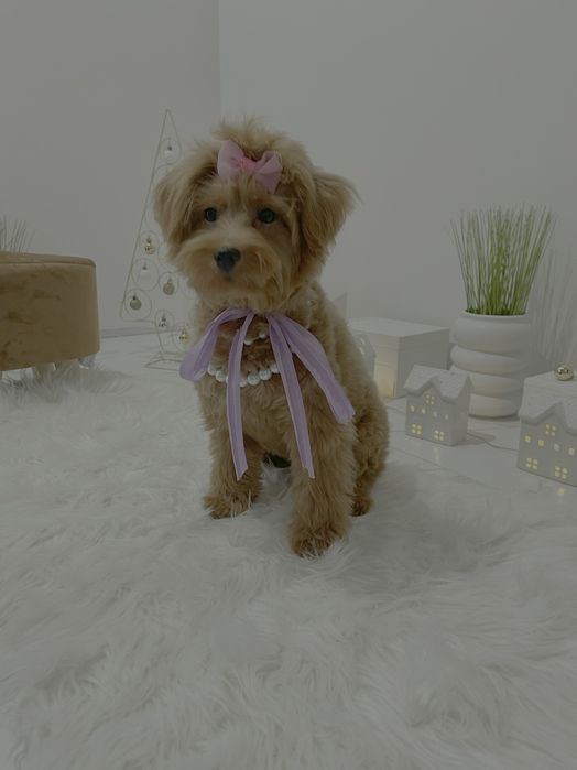 Помапу  любов без кордонів