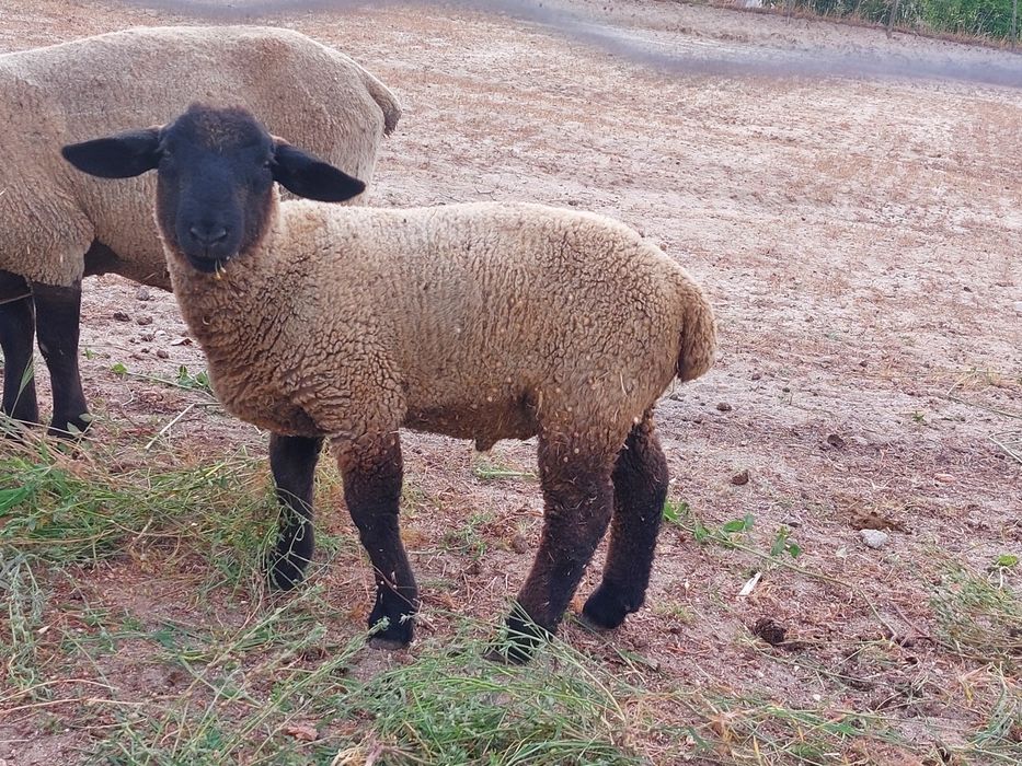 Borrego suffolk 3 meses