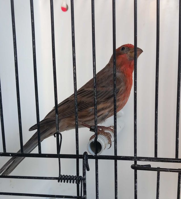 Carpodacus mexicanos de mutação