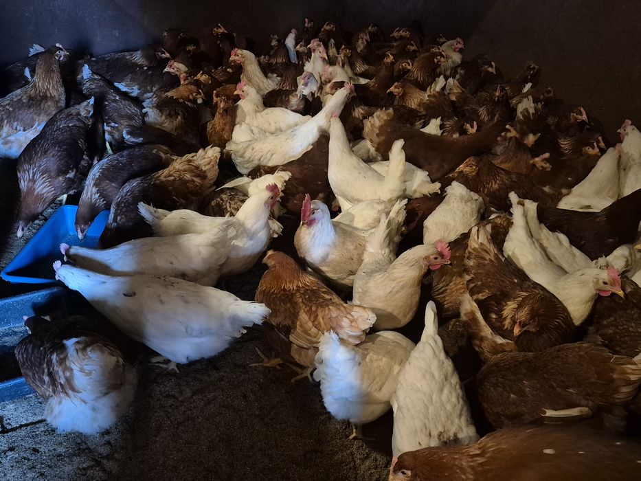 Ломан Браун,Сенди молодки куры несушки