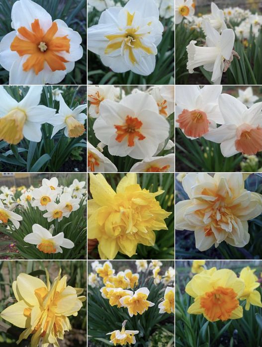 Продам цибулини нарцисів