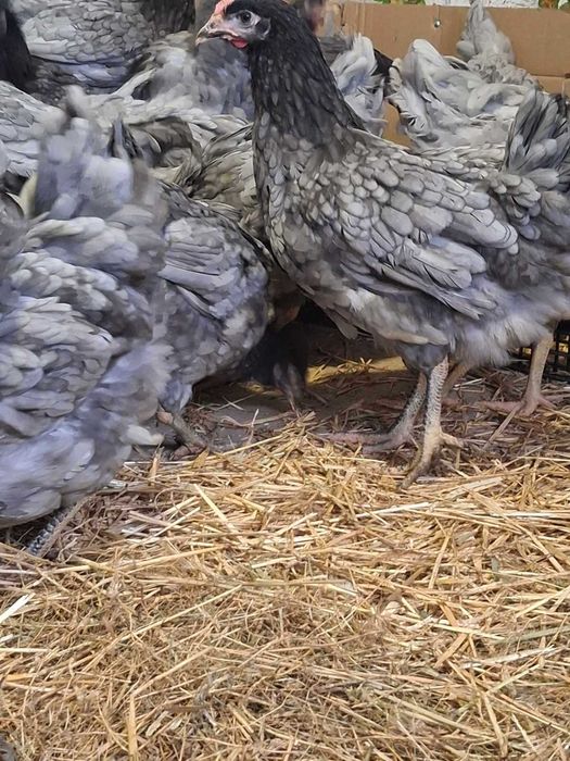 Молодi домашнi курочки