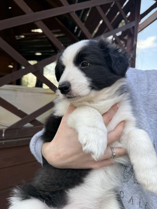 Border Collie czarno-biała – suczka, rodowód, wychowana w domu