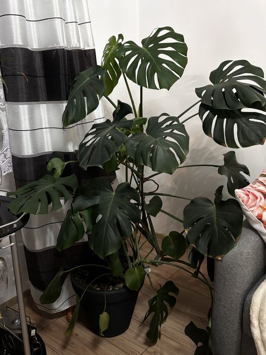 Monstera dziurawa 140cm zadbana