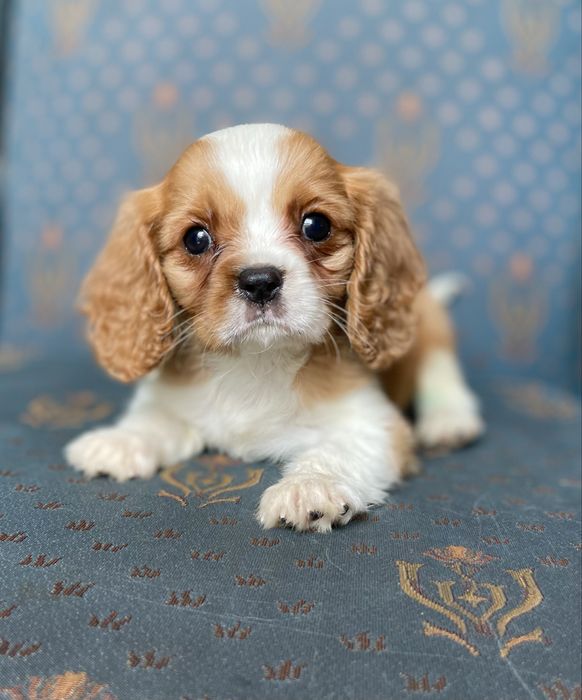 Cavalier king charles spaniel- chłopczyk