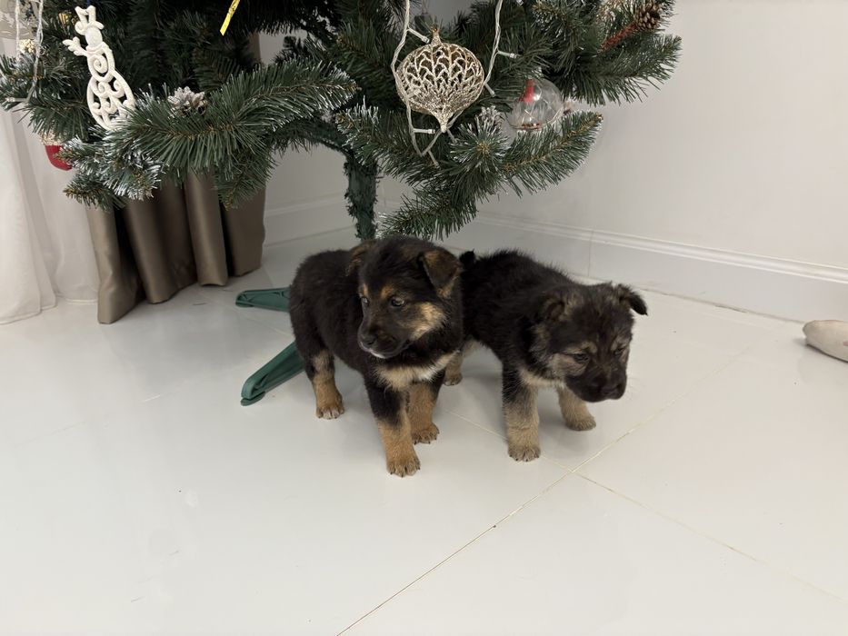 Віддамо у добрі руки