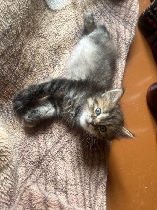 отдам котят в хорошие руки