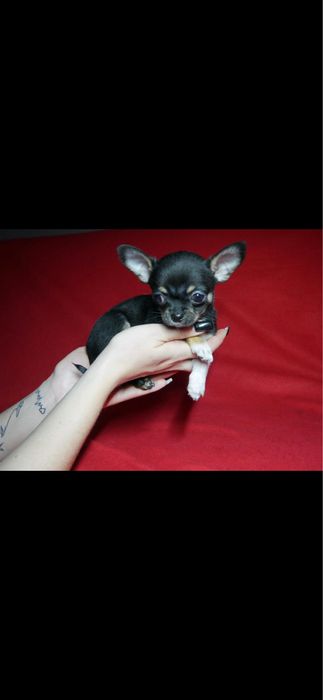 Chihuahua szczeniak
