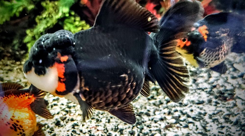 Goldfish ,,apache oranda,,  lwia glówka welonki welon welonka