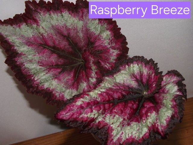 Бегонии сортовые детки