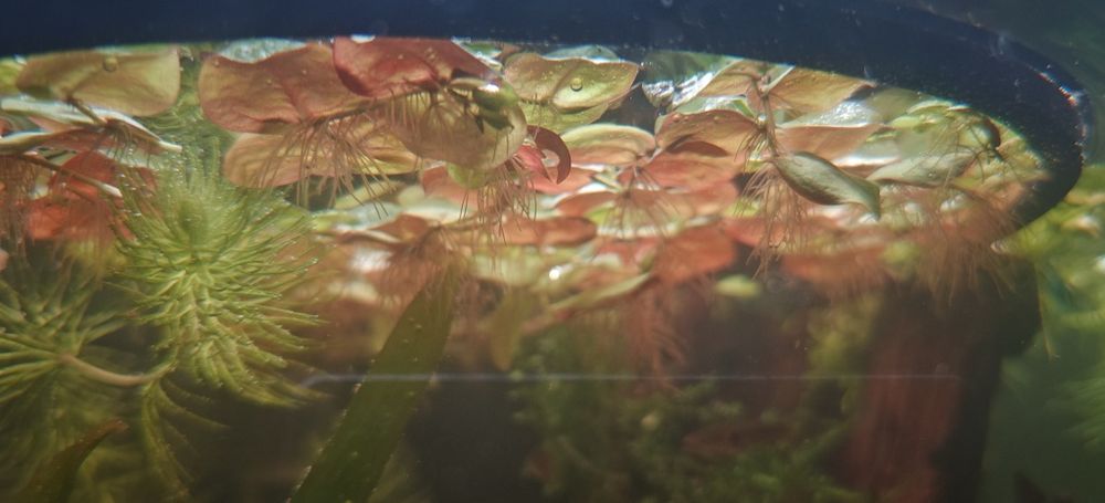 Roślina pływająca Phyllanthus fluitans