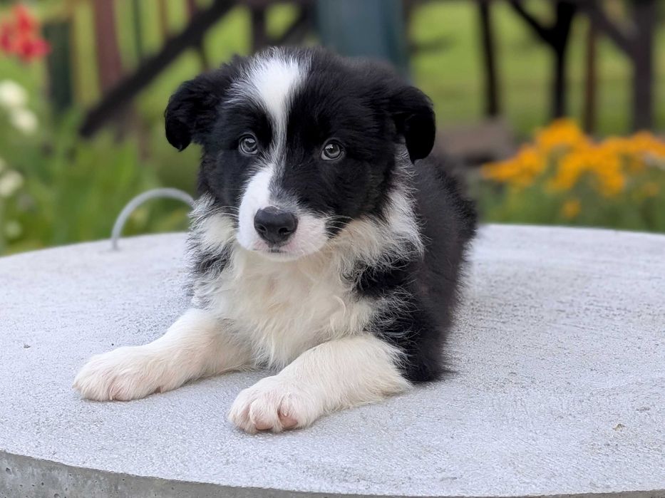 Border Collie piesek samiec czarno-biały przebadani rodzice do odbioru Spokojny Charakter, Psotny Urok i Nauka Czystości Opanowana