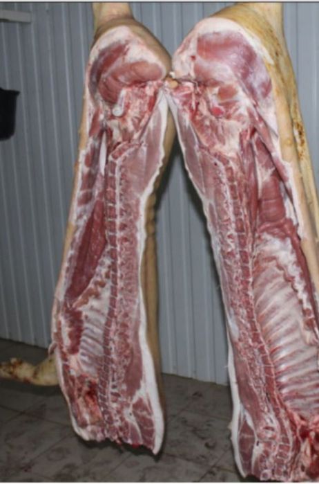 Свині Свиня Поросята