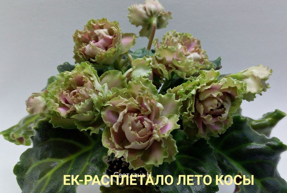 Детки сортовых фиалок