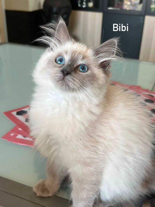 Gatinha Siberiana Neva Masquerade Hipoalergénica