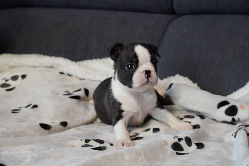 Boston terrier super szczeniak