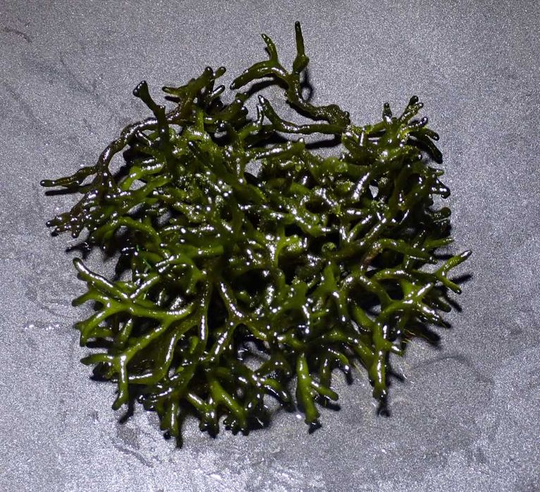 Codium sp / akwarium morskie